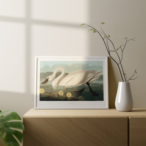 Common American Swan From Birds of America (1827) Canvas Wall Art Without Glass